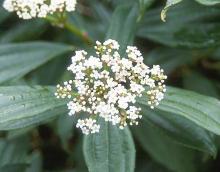 flower cluster