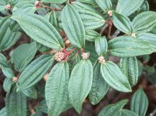 leaves and flower buds