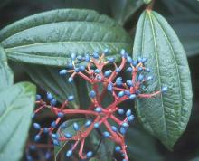 fruit and leaves