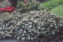 plant habit, flowering
