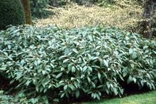 plant habit