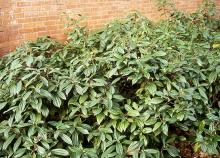 plant habit, fruiting