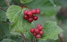 fruit and leaves