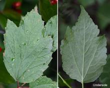 leaf