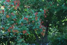 fruiting branch