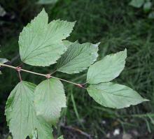 leaves, note variation