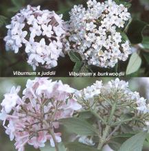 flower cluster, comparison flower cluster, comparison