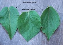 leaves, comparison</i> leaves, comparison</i>