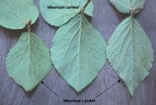 leaves, comparison</i> leaves, comparison</i>