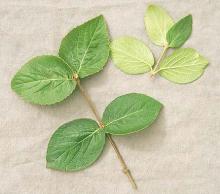 leaves leaves
