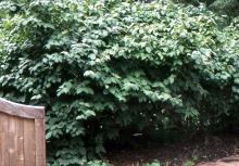 plant habit, summer plant habit, summer