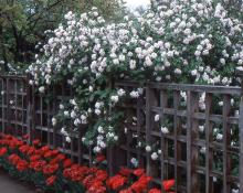 plant habit, flowering plant habit, flowering