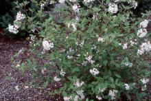 plant habit, flowering plant habit, flowering