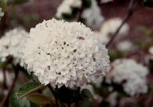 flower cluster flower cluster