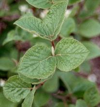 young leaves young leaves