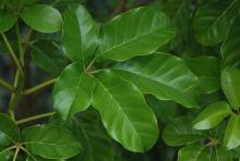 leaf
