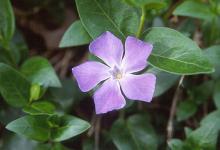 flower and leaves