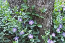 shoots and flowers