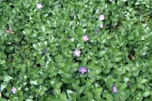 plant habit, new spring growth