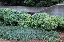 plant habit