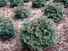 plant habit, young plants