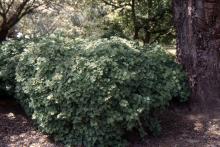 plant habit, very old plant