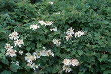 flower clusters (not common) and leaves