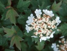 flower cluster