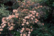 plant habit, flowering