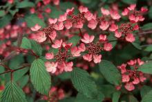 flowers and leaves