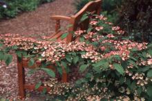plant habit, flowering