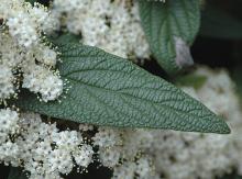 flowers and leaf