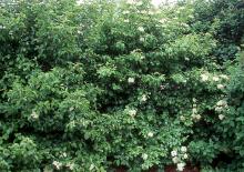 plant habit, flowering hedge