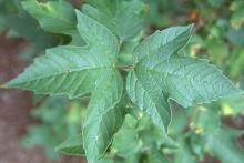 leaves