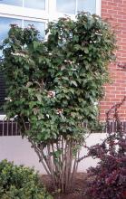 plant habit, flowering