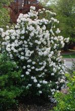 plant habit, flowering