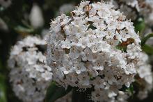 flower cluster, mature