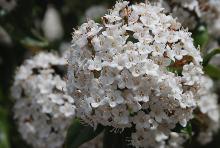 flower cluster, mature