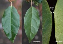 leaf