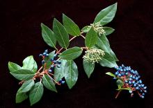 flowering branch, fruit