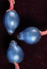 fruit