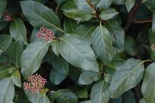 leaves and developing flower clusters, early spring