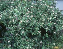 plant habit, fruiting and fall flowering