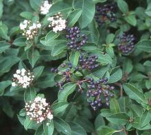 flower and fruit clusters
