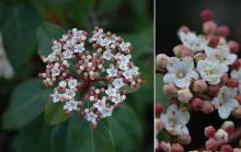 flower cluster and flowers