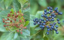 developing and mature fruit