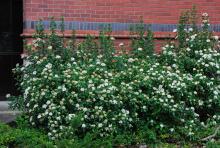 plant habit, spring flowering
