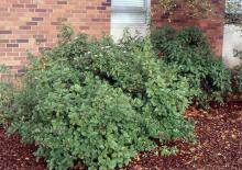 plant habit, early fall