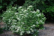 plant habit, spring flowering