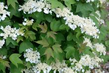 leaves and flower clusters